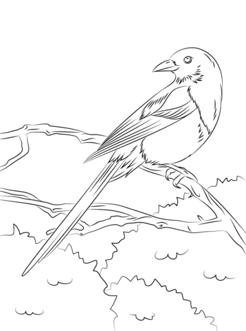 European Magpie Coloring Page